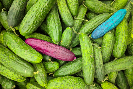 Fresh organic green cucumbers a pair of multi-colored blue and purple cucumber,  background. Mood, Ð¡ucumbers texture . A lot of organic Ñucumbers   rootの写真素材
