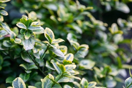 Euonymus japanese microfillus. Close-up of a beautiful fresh bush branch with green and light yellow...