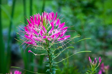 Close-up beautiful fresh pink spider cleoma on a background of green grass grows in a home garden, top view. Flowering garden flowersの写真素材