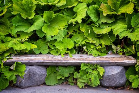 An original bench made of large two stones and a wooden board against a background of large green leaves. A place to relax in the parkの写真素材
