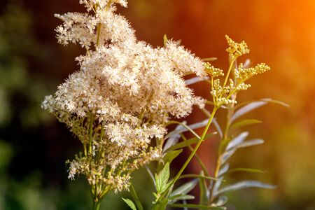 Close-up of a beautiful fresh white wild honey flower, the background is blurred against the bright sun. Selective focusの写真素材