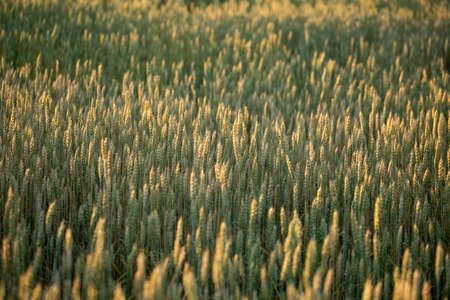 Wheat field. Ears of golden wheat close up. Beautiful Nature Sunset Landscape. Rural Scenery under Shining Sunlight. Background of ripening ears of meadow wheat field. Rich harvest conceptの写真素材