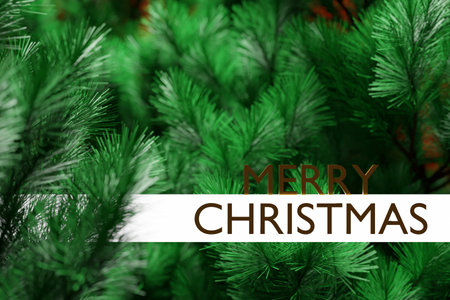 3D illustration green coniferous trees and lettering merry christmas. Christmas card with an empty field for filling and a Christmas tree in a natural styleの写真素材