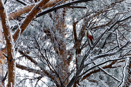 Frozen winter forest in the fog. Close up of a snow-covered pine on a background of a white winter sky, soft focus. Beautiful magic forestの写真素材