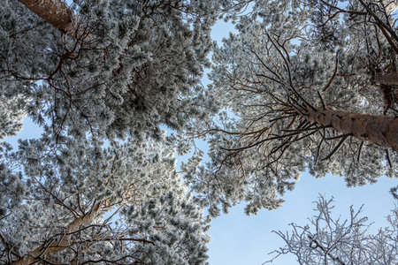 Frozen winter forest in the fog. Close up of a snow-covered pine on a background of a white winter...