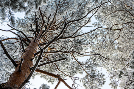 Frozen winter forest in the fog. Close up of a snow-covered pine on a background of a white winter sky, soft focus. Beautiful magic forestの写真素材