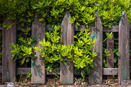 A wooden fence made of lining with bright light green leaves. Mockup for design with tropical leavesの写真素材