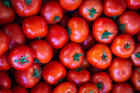 Tomatoes background. Fresh Tomatoes variety grown in the shop. Tomatoes for salad, entree and soupの写真素材