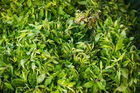 Close-up green plant for background, green mint texture or mint background. Green leaves form a...