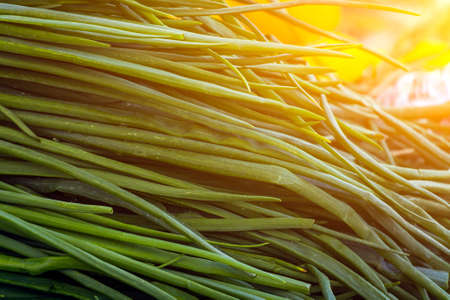 Close up of green plant for background, green onion texture or background. Green leaves form a natural shape. Fresh raw green onion leaves from the gardenの写真素材