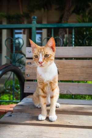 A tricolor cat with green eyes looks calmly and sitting on bench on the street on a warm summer dayの写真素材