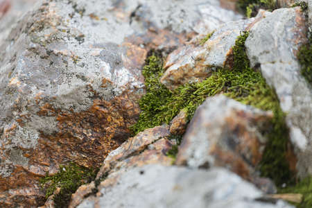 Close-up of a steep sharp rock with greenery and moss. Mountain textureの写真素材