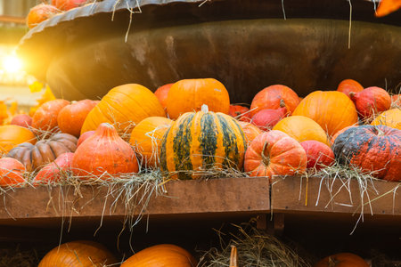 Beautiful Halloween pumpkins. Orange pumpkins close up. Colorful pumpkins for interior design.の写真素材