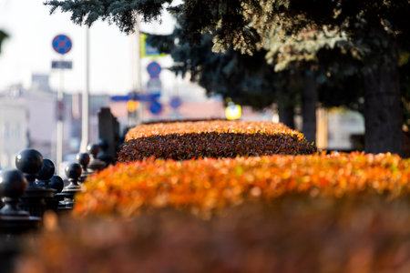 Close-up hedge, wall of bushes with orange autumn leaves in a city park, soft focusの写真素材
