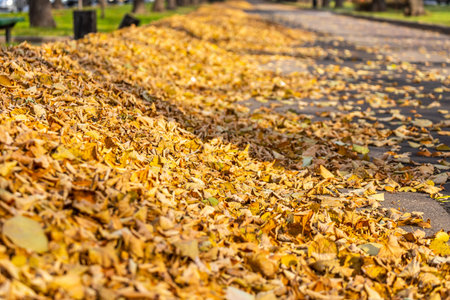 Close-up of orange dry leaves in sunlight in city park. Autumn leaves background.