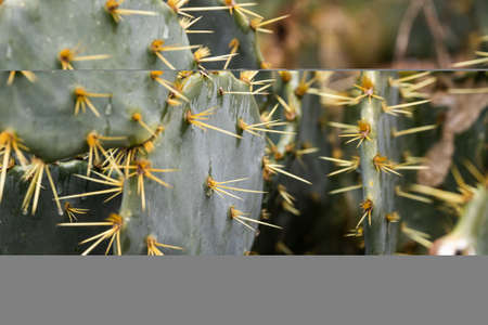 Close-up of a bright green cactus under a bright tropical sun.