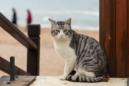 A tricolor cat with brown eyes looks calmly and sits calmly on a warm summer dayの写真素材