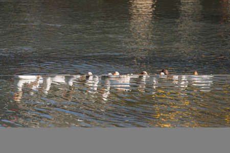 A covey of wild duck is in the river. White ducks swimming in the pond together