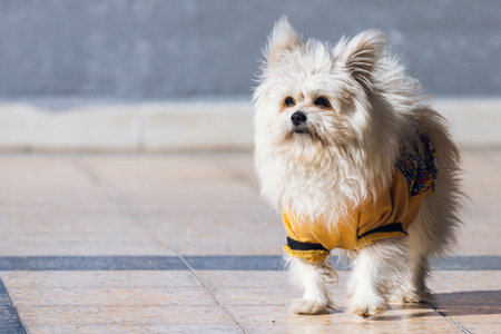 Side, Turkey -January 19, 2022: A Bichon Frise dog with a colorful fluffy coat looking very cuteのeditorial素材