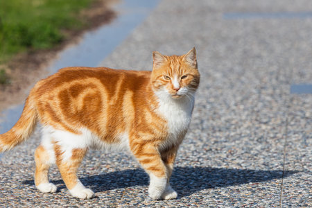 Portrait of a cute tricolor cat walking on the street