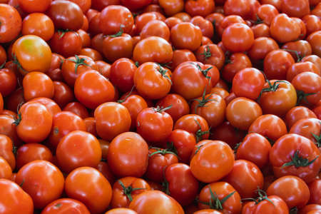 Tomatoes background. Fresh Tomatoes variety grown in the shop. Tomatoes for salad, entree and soupの写真素材