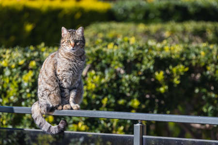 pure happiness and joy. Close up happy tricolor cat sits and looks at the cameraの写真素材