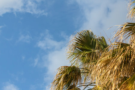 Close-up of a bright green leaf of a palm tree under the bright tropical sun under blue skyの写真素材