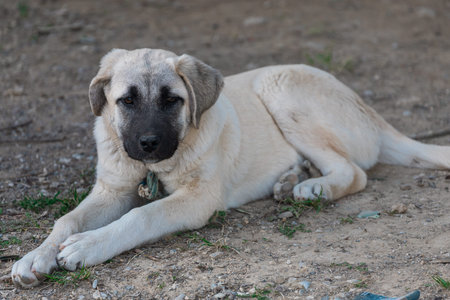 Portrait of a sad homeless dog lies and looks at the camera. dog looking for owner