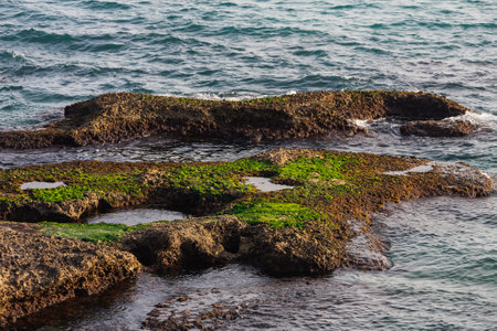 Close-up stone seashore with a huge amount of green algaeの写真素材