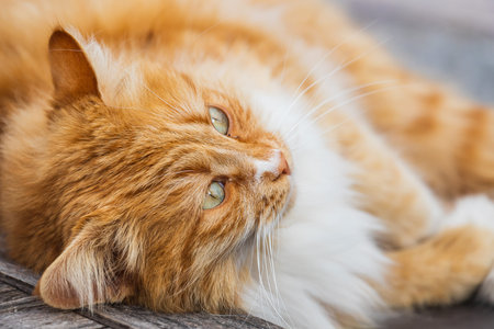 Portrait of a cute orange cat sleeping on the streetの写真素材