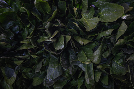Close-up of green plant for background, green sorrel texture, soft selective focus. Green leaves form a natural shape.の写真素材