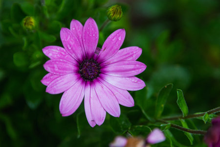 Close-up of a beautiful fresh purple flower on a background of green grass grows in a home garden,...