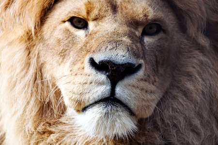Close-up the lion king looks sternly. wild life animal portraitの写真素材