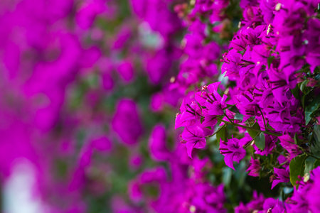 Purple blooming Bougainvillea tree flowers. Typical Mediterranean outdoor street exterior in summerの写真素材