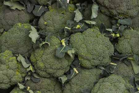 Fresh broccoli green bright.Health concept, fresh vegetablesの写真素材