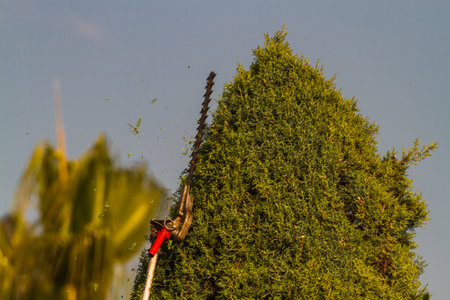 Close-up of a worker carefully trimming an electric trimmer that forms the top of large green bushes. Male gardener cutting a hedgeの写真素材