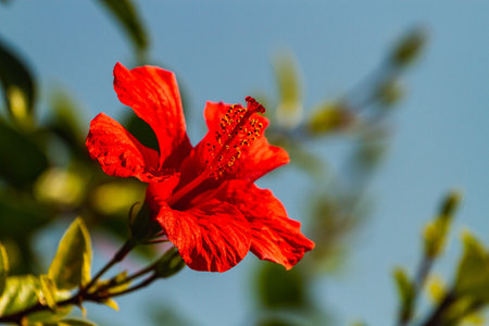 Red flowers bloom in garden, soft focusの写真素材