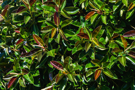 Close-up of a beautiful fresh bush branch with green leavesの写真素材