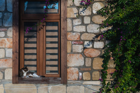 Portrait of a cute tricolor cat relaxing on the windowの写真素材