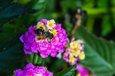 Close-up of a large black bumblebee drinking nectar and sitting on a beautiful large purple flower,...