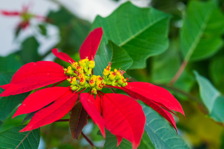 Red flowers bloom in garden, soft focusの写真素材