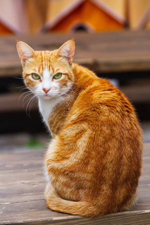 Portrait of a cute tricolor cat on the streetの写真素材