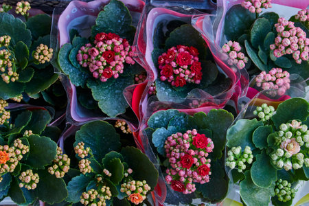 close up of the colorful flowers on showcaseの写真素材