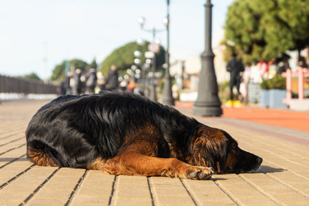 Portrait of a sad black stray dog lying and looking into the distance. The dog is looking for an...
