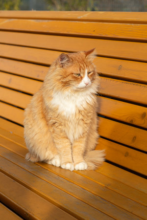 A orange and white cut cat looks calmly and sits on bench on a warm summer dayの写真素材