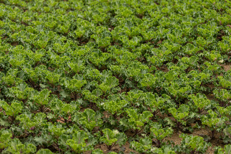 Close-up of microgreen salad. Small lettuce growing in the vegetable garden. Growing sprouts close up.の写真素材