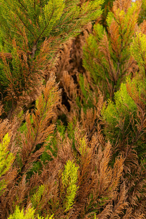 A green coniferous tree grows in an alley along a city street, close up