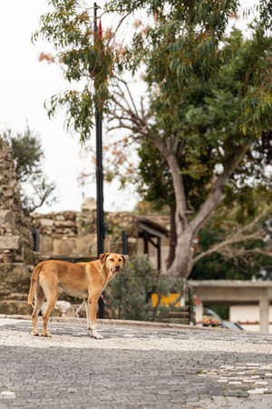 Portrait of a sad orange stray dog walking and looking into the distance. The dog is looking for an ownerの写真素材