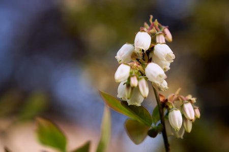 Blueberry bushes are not only useful plantsの写真素材