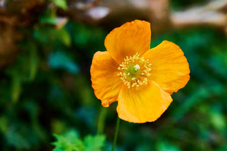 Single orange poppy flowerの写真素材